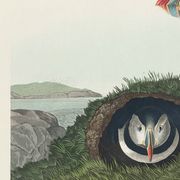 Poster about the Atlantic puffin, based on an old engraving from 1827.