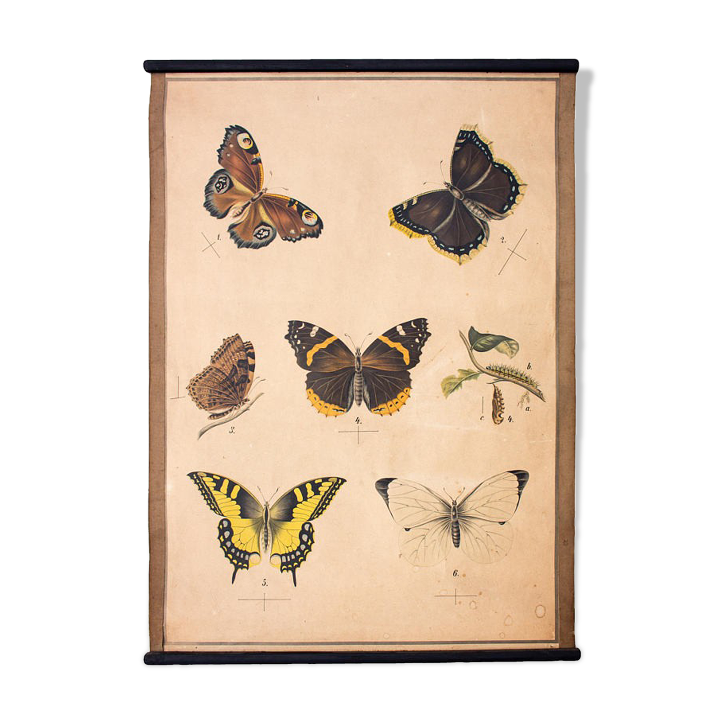 Tableau éducatif, papillon, lithographie, 1914