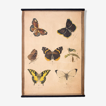 Educational painting, butterfly, lithograph, 1914