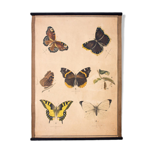 Tableau éducatif, papillon, lithographie,