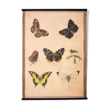Tableau éducatif, papillon, lithographie, 1914