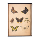 Educational painting, butterfly, lithograph, 1914