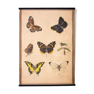 Tableau éducatif, papillon, lithographie, 1914