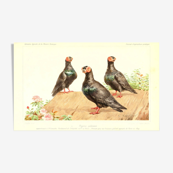 Illustration Polish pigeons