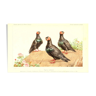 Illustration Polish pigeons