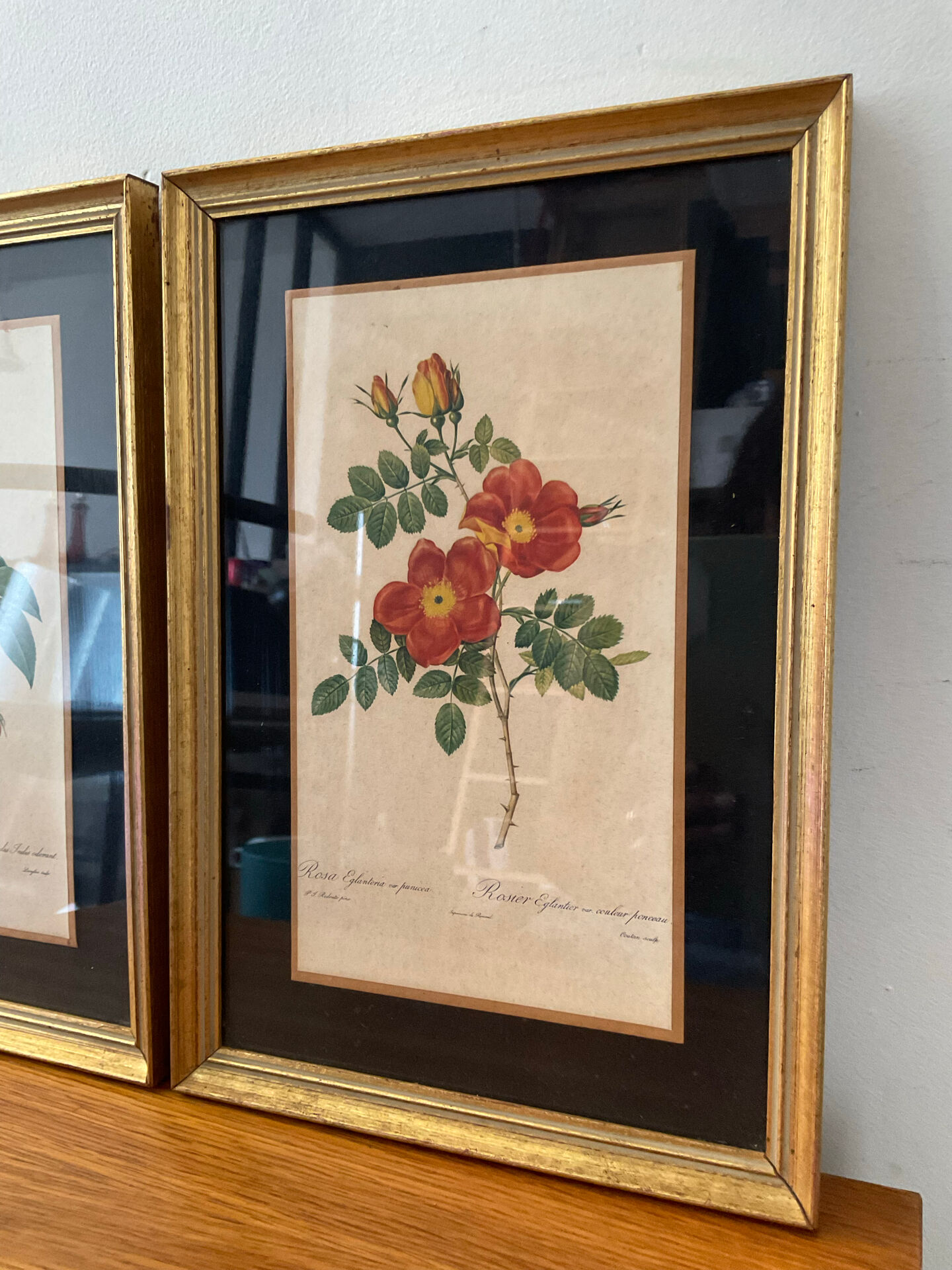 Pair of vintage botanical frames in gilded wood