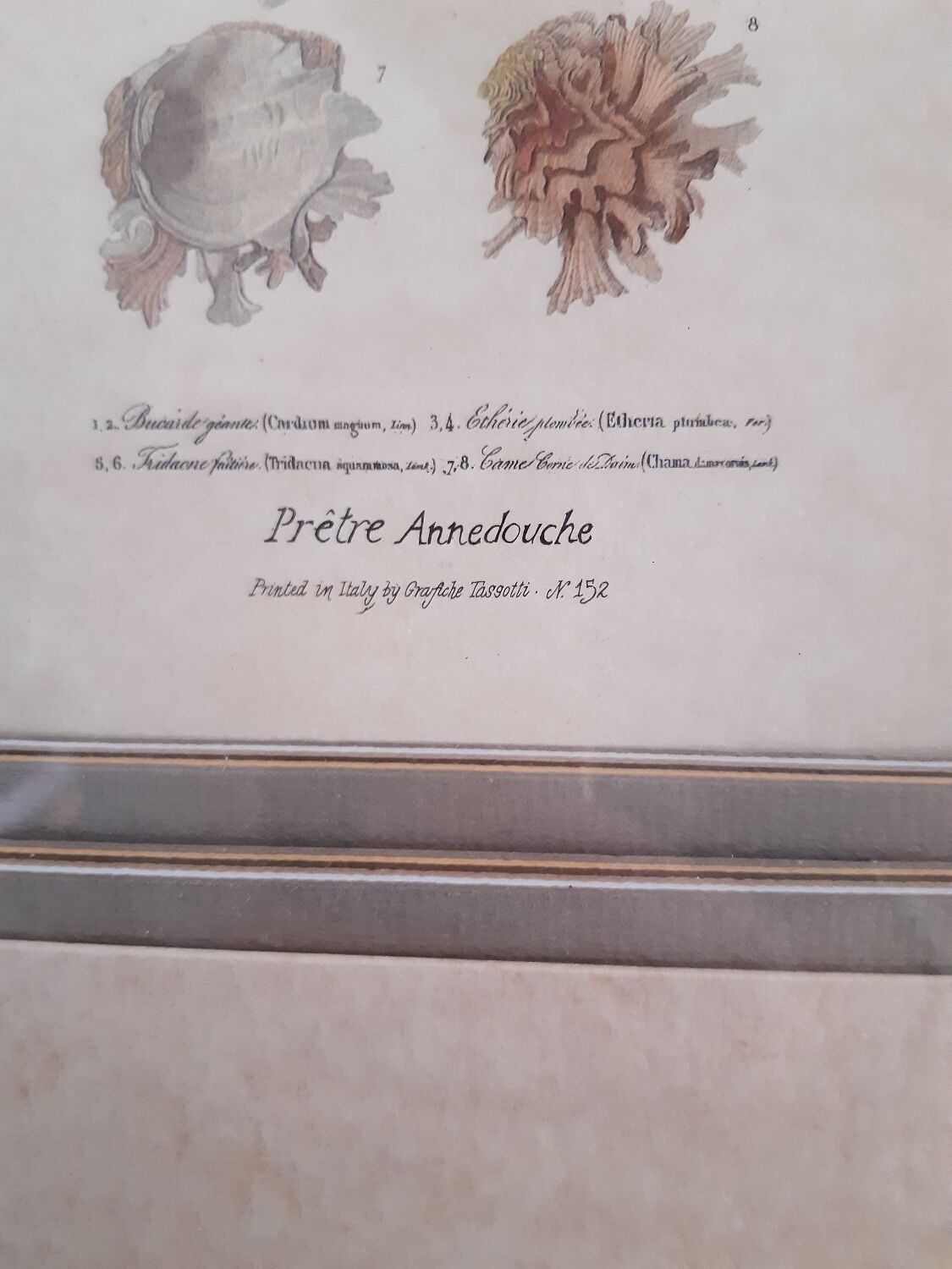 Framed antique engraving "shells"