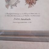 Antique framed engraving "shells"