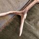 Deer Boix