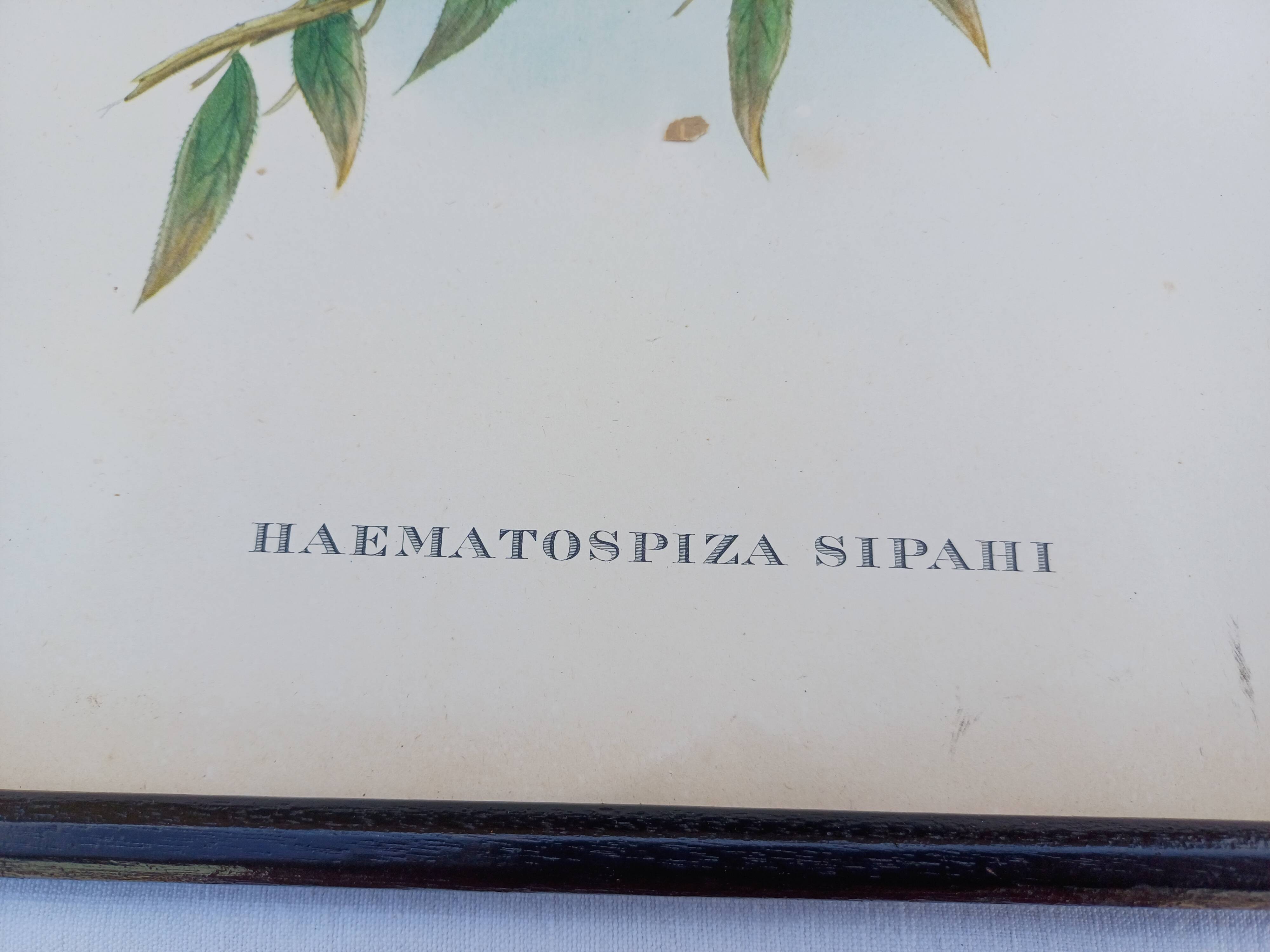 12 Lithographs “Birds of the World”