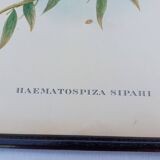 12 Lithographs “Birds of the World”