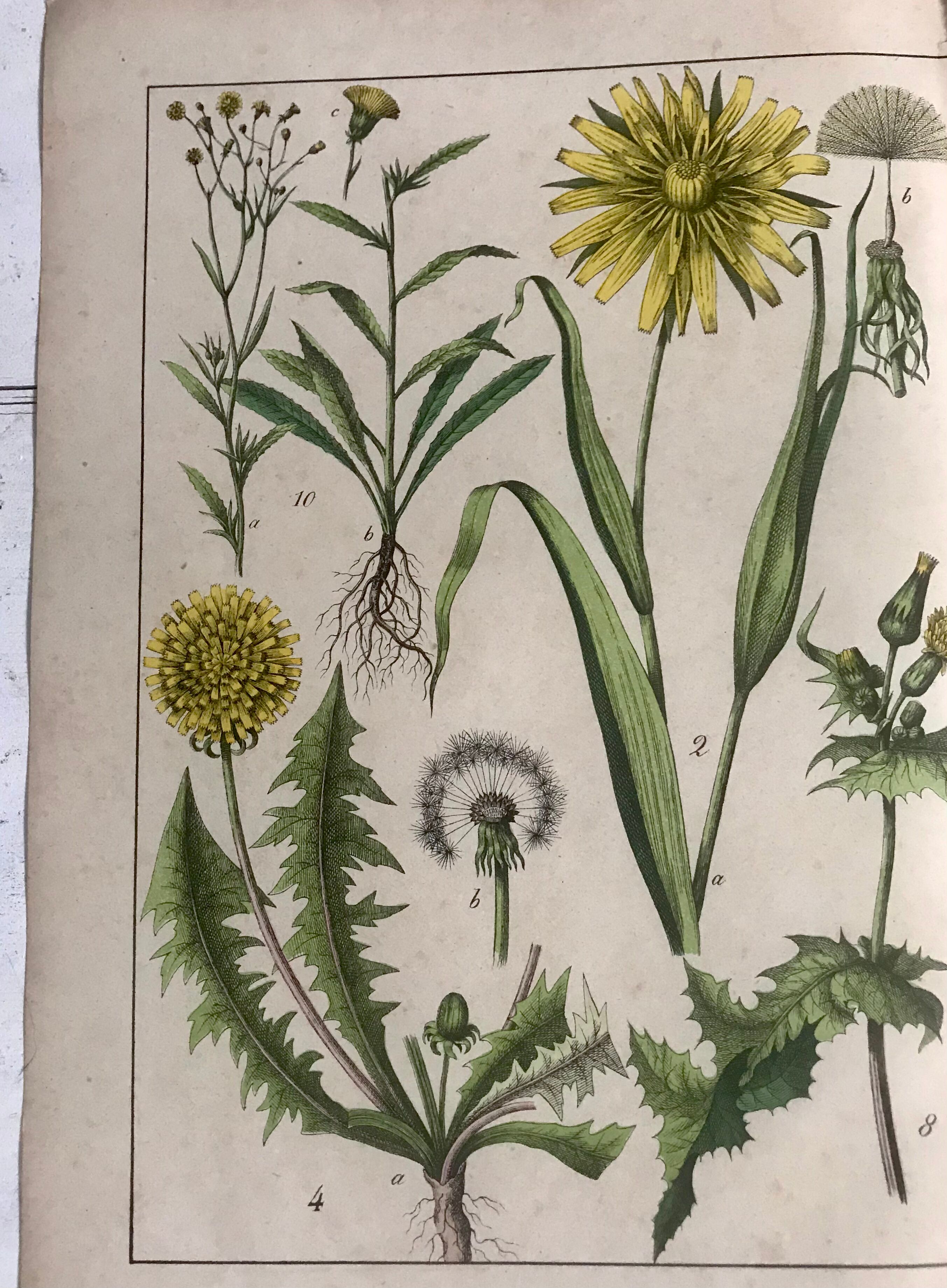 19th 32x42 botanical plank