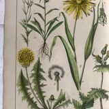 19th 32x42 botanical plank