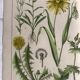 19th 32x42 botanical plank