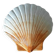 Coquillage en céramique 1960
