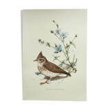 Old bird board 1960s - Crested Cochevis - Zoology and ornithology image
