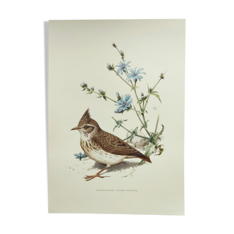 Planche ancienne oiseaux Années 1960 - Cochevis Huppé - Image zoologie et ornithologie