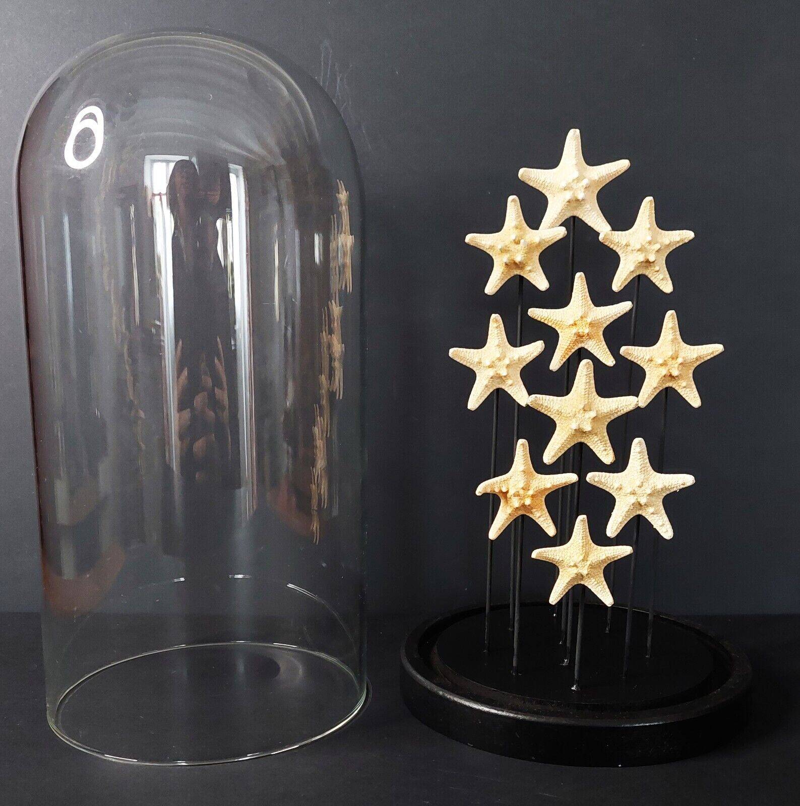 Cabinet of curiosities globe with starfish protoreaster nodosus