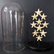 Cabinet of curiosities globe with starfish protoreaster nodosus