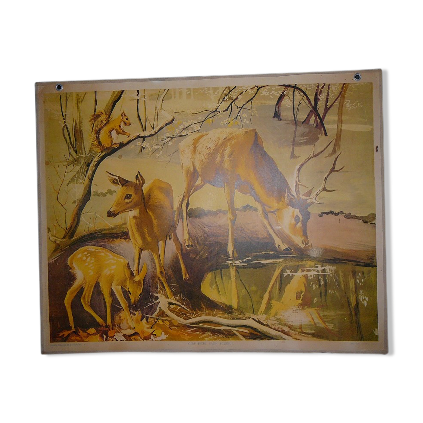 School map deer deer fawn 24 and rabbits and fox