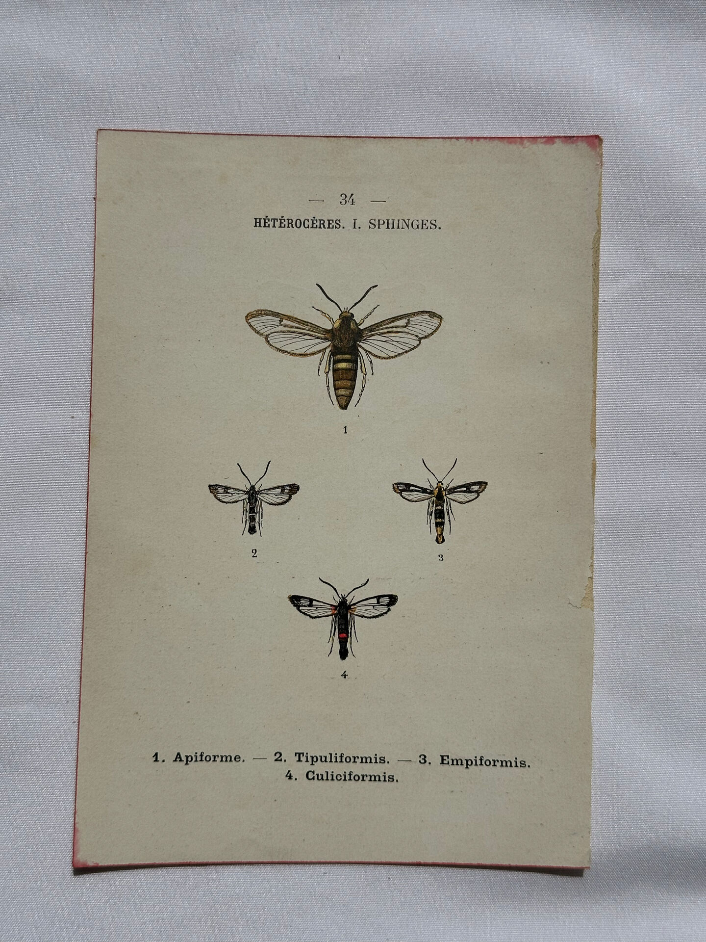 Botanical engraving double-sided butterflies naturalist plate etching
