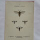 Botanical engraving double-sided butterflies naturalist plate etching