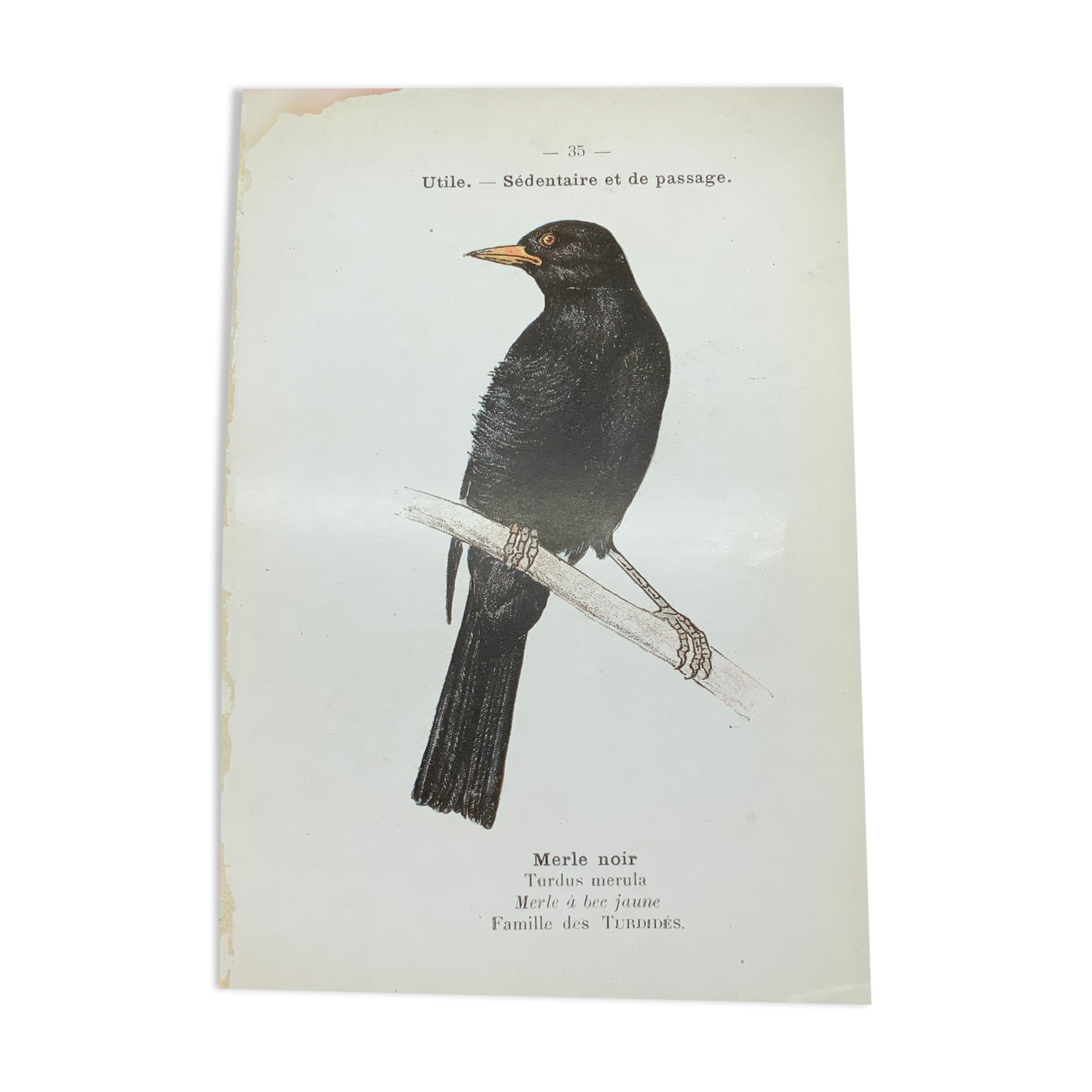 Planche naturaliste ancienne oiseaux gravure double face ouvrage 1908 G. Denise