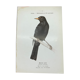 Planche naturaliste ancienne oiseaux gravure double face ouvrage 1908 G. Denise