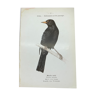 Planche naturaliste ancienne oiseaux gravure double face ouvrage 1908 G. Denise