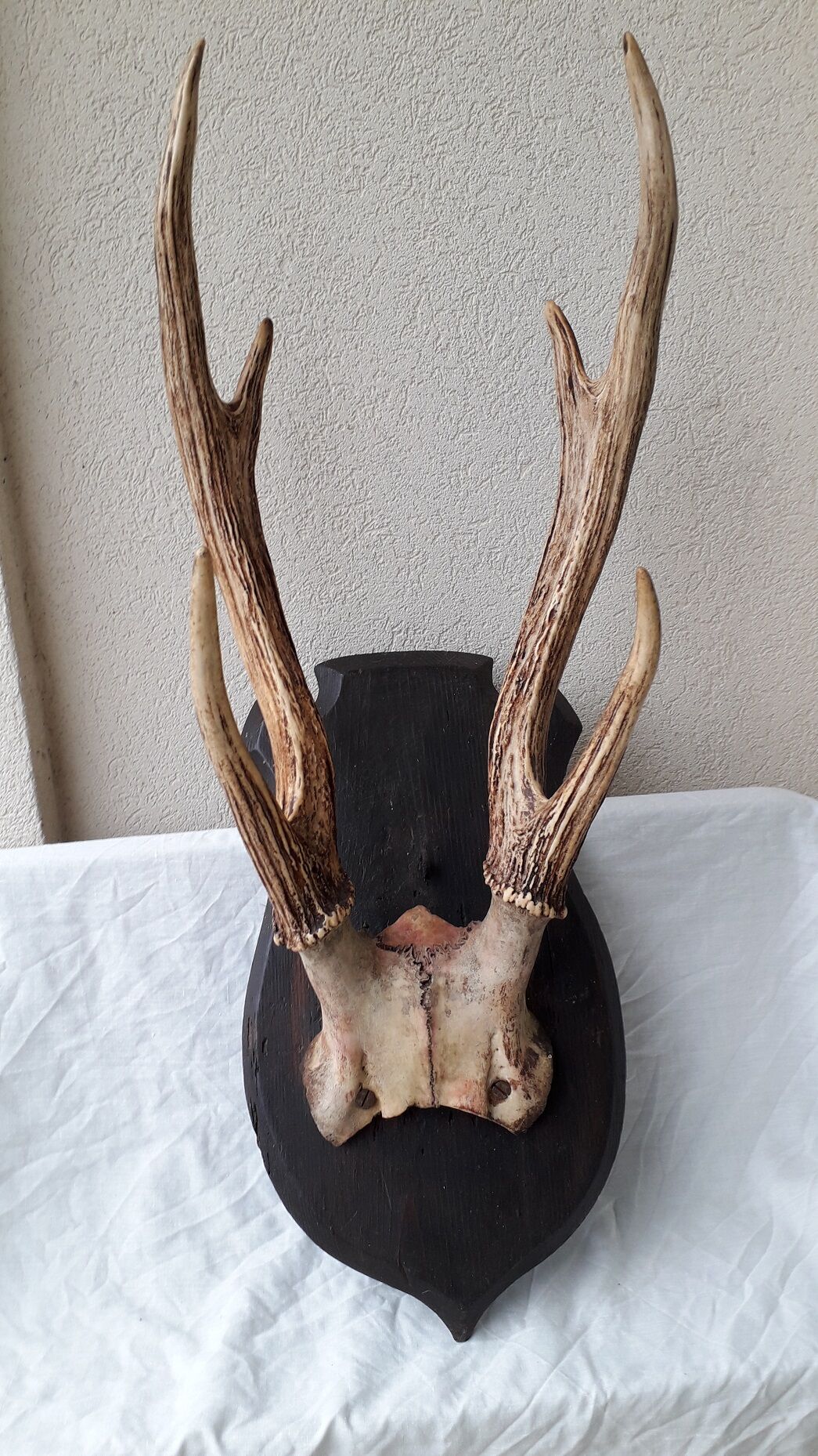 Deer antler Trophy