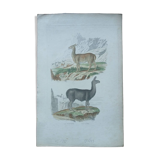 Affiche - gravure zoologique ancienne - vigogne et lama (mi 19ème)