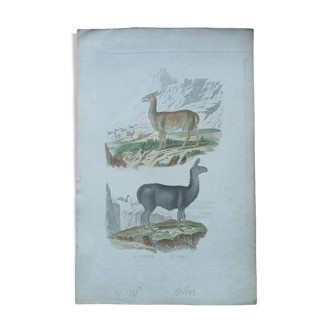 Poster - old zoological engraving - vicuna and llama (mid 19th century)