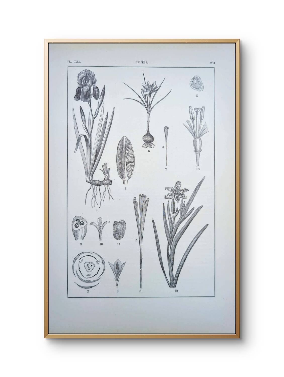 Printed in 1889, the Iridaceae (Iridaceae). Old botanical plate.