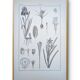 Printed in 1889, the Iridaceae (Iridaceae). Old botanical plate.