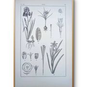 Printed in 1889, the Iridaceae (Iridaceae). Old botanical plate.