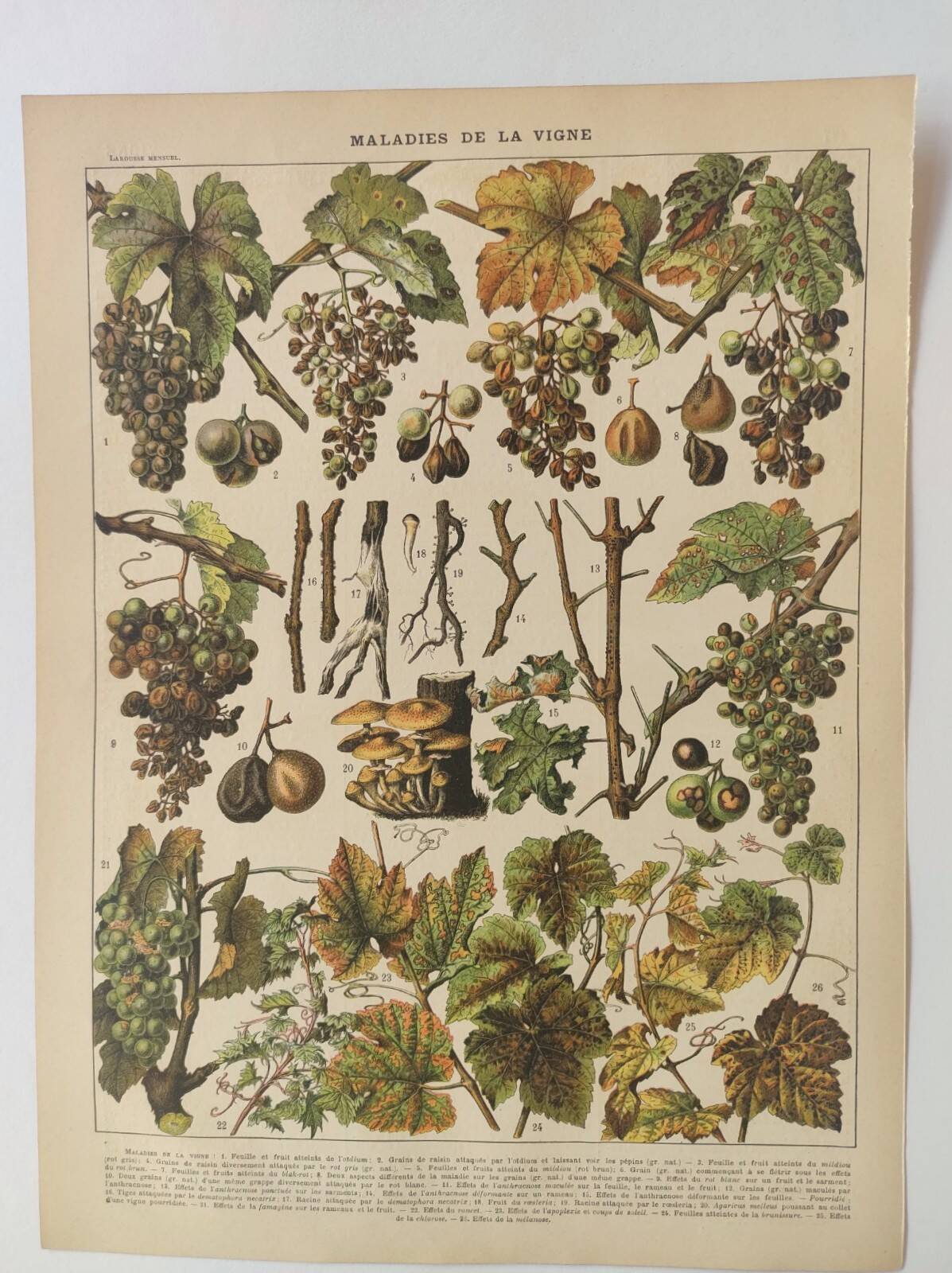 Engraving • Vine • Original and vintage poster from 1907