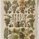 Engraving • Vine • Original and vintage poster from 1907
