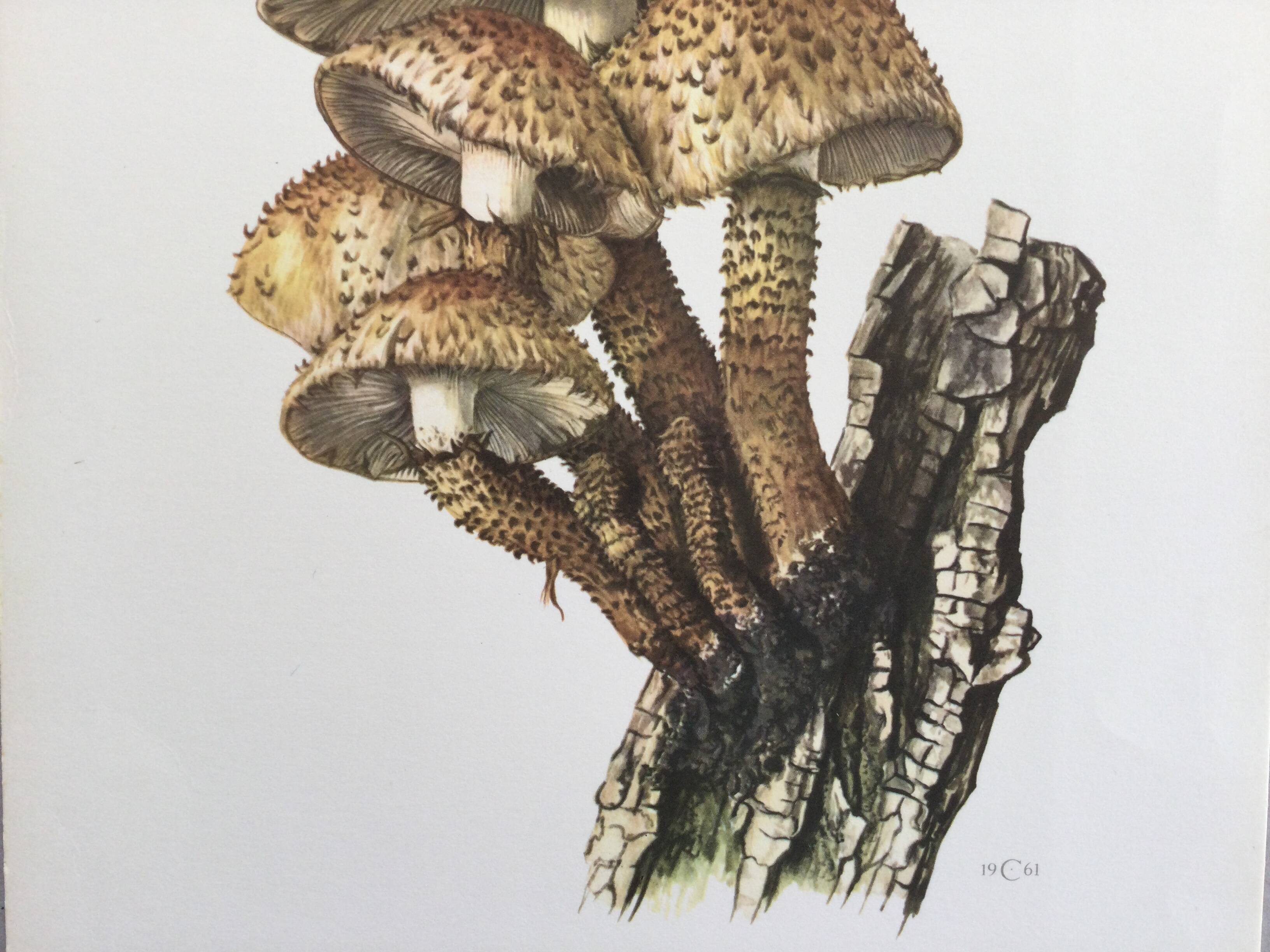 Botanical Illustration Mushroom Pholiote Vintage Print 1962