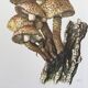 Botanical Illustration Mushroom Pholiote Vintage Print 1962