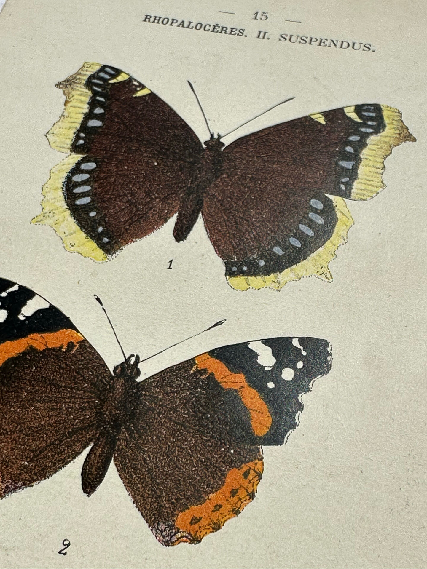 Botanical engraving double-sided butterflies naturalist plate etching