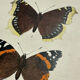 Botanical engraving double-sided butterflies naturalist plate etching