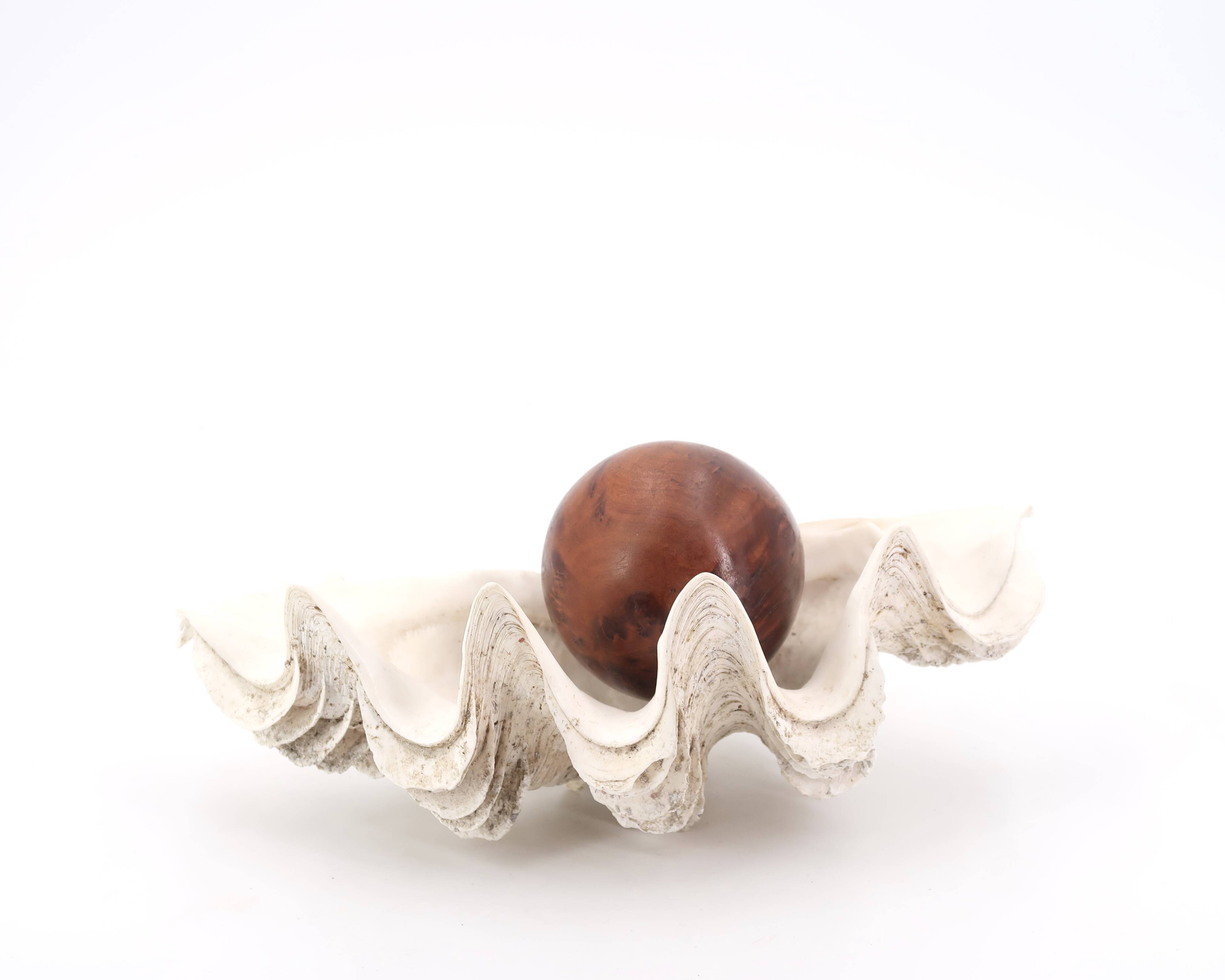 Vide poche coquillage Bénitier, années 70