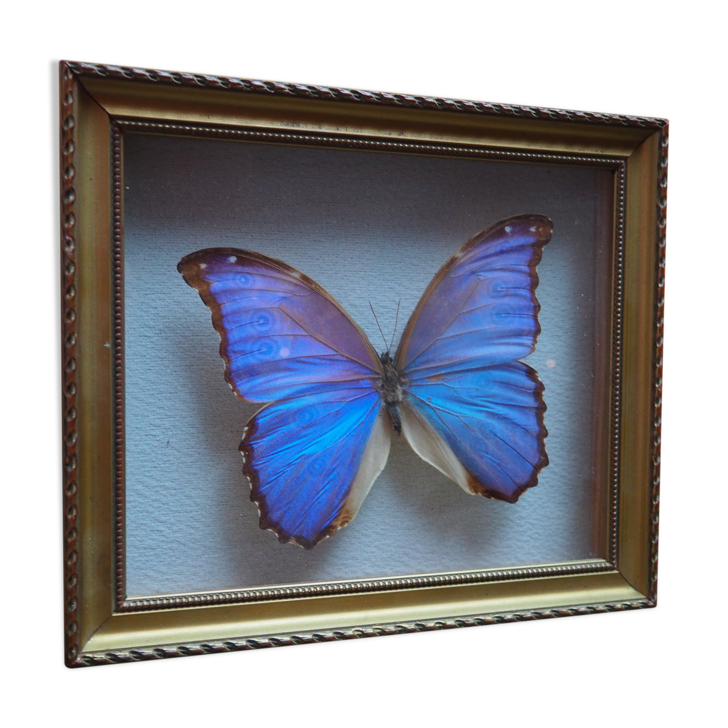 Former executive butterfly under glass