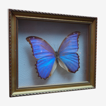 Former executive butterfly under glass