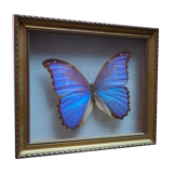 Former executive butterfly under glass