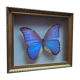 Former executive butterfly under glass