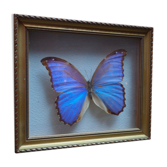 Former executive butterfly under glass