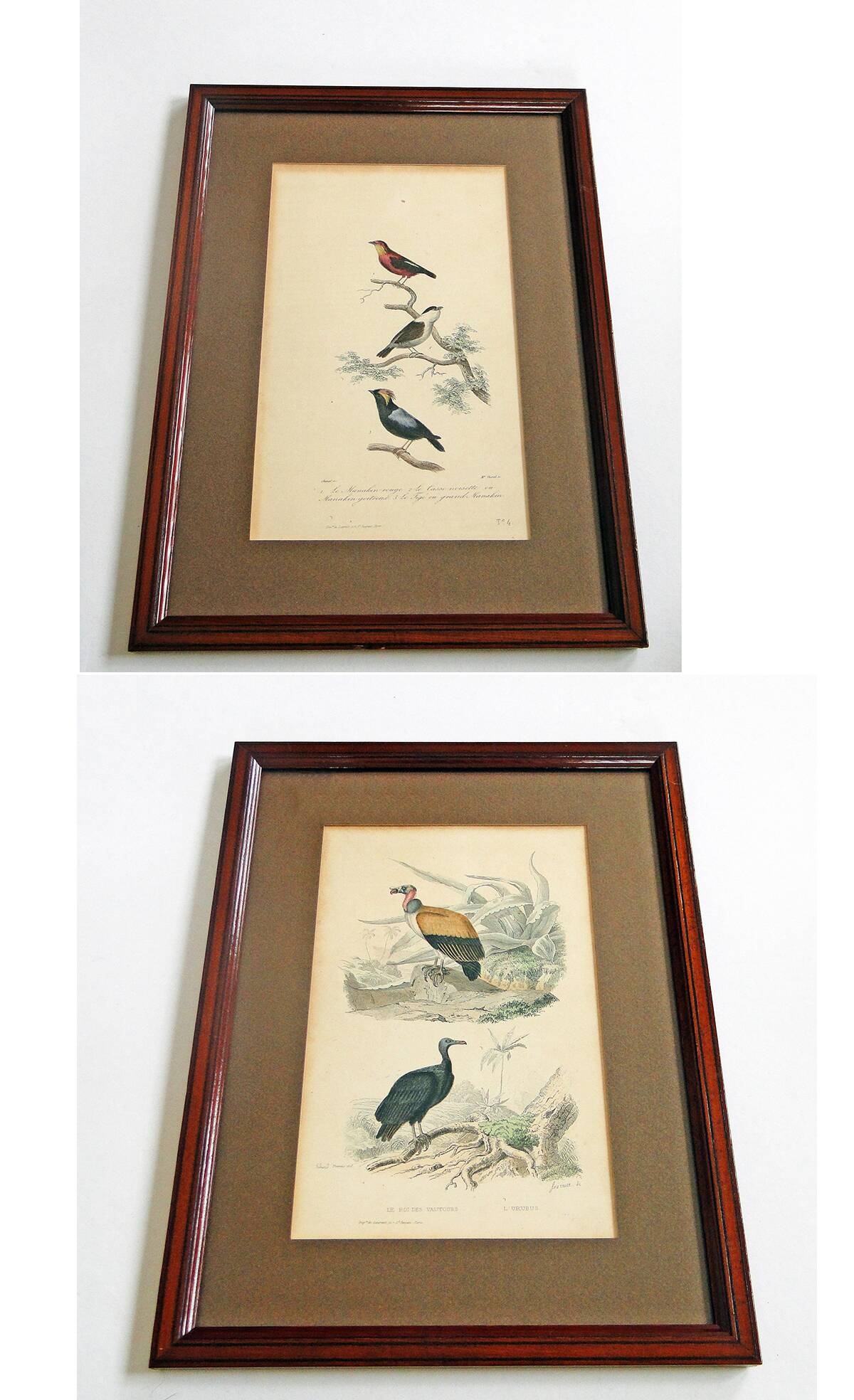 Lot de 2 gravures animalières xixème illustration travies encadrement d’art cabinet de curiosité