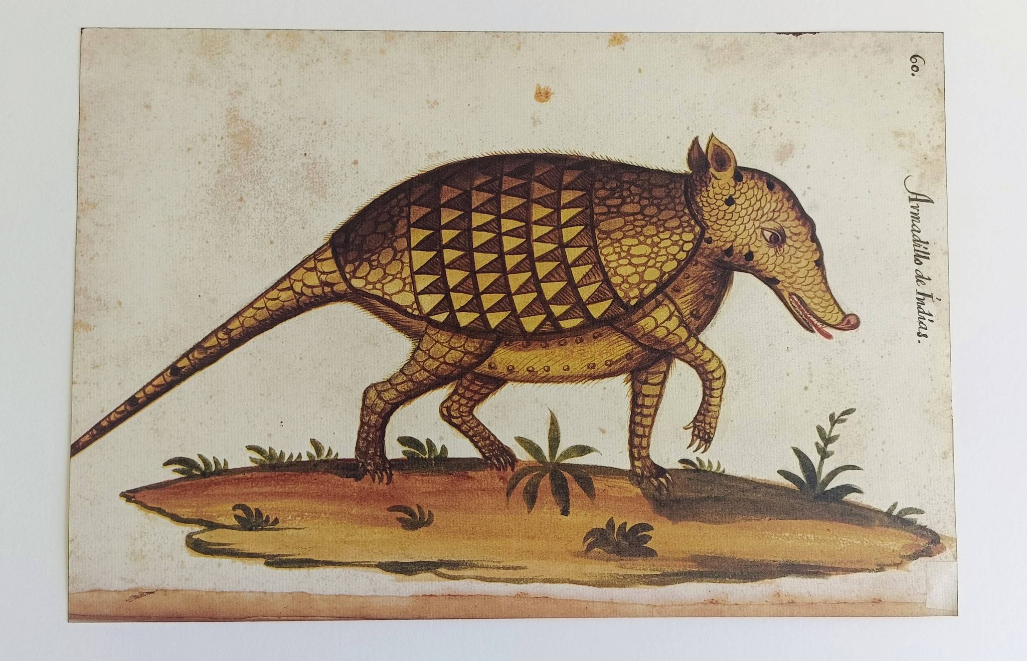 Paire de reproductions du Codex Pomar d'Histoire Naturelle, Valence, 1990