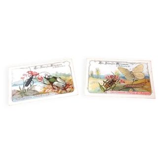 2 chromolithographies - Les insectes nuisibles à détruire